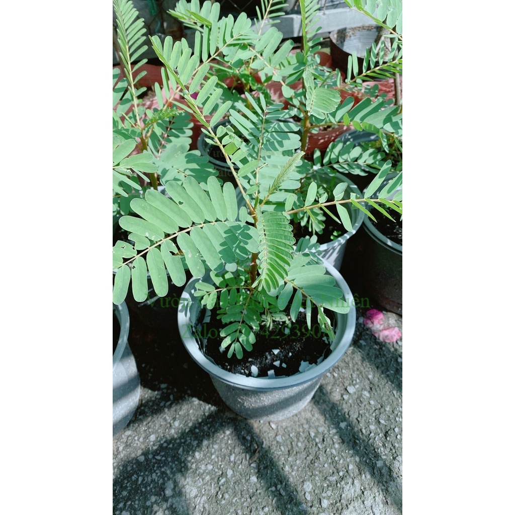 Cây so đũa