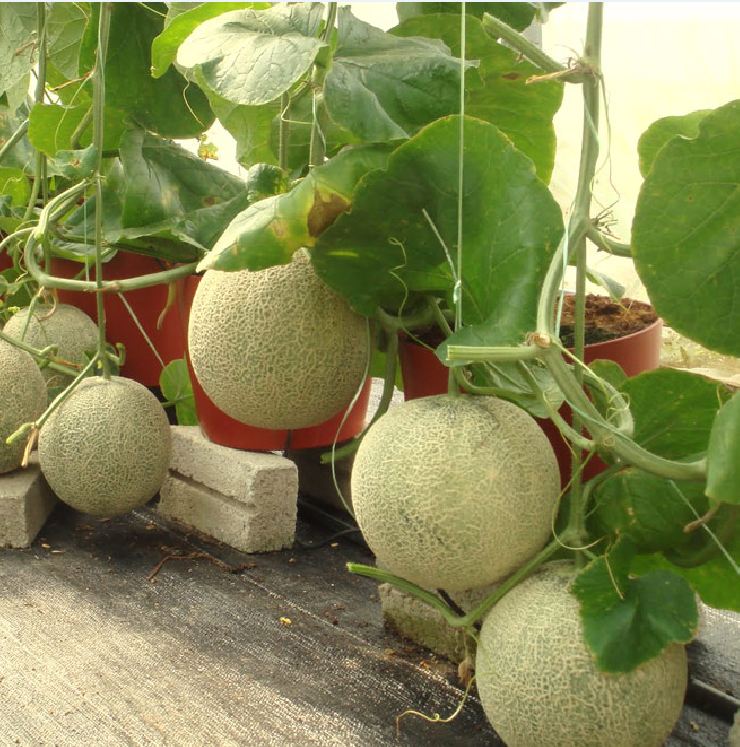 Combo of 2 Packs of Melon Seeds - (Cantaloupe - Super Sweet Pear Melon)