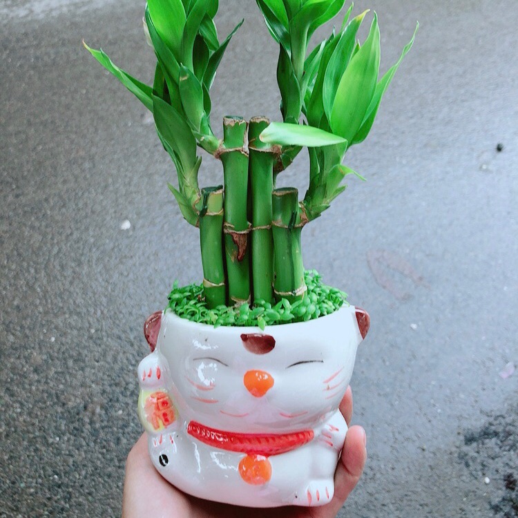 [HCM]Chậu Trúc Phát Tài Mèo Thần Tài