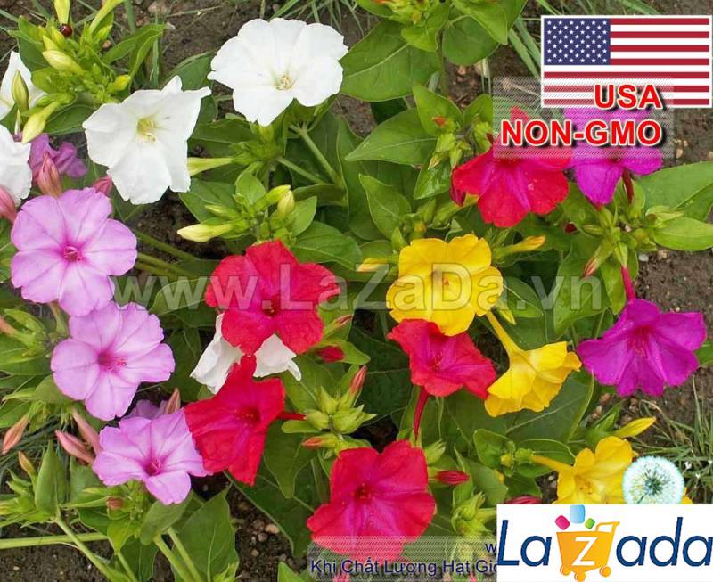100GR 1100.HẠT Hạt Giống Hoa Bông Phấn Bốn Giờ Mix Màu (| -KD: B5*V42)