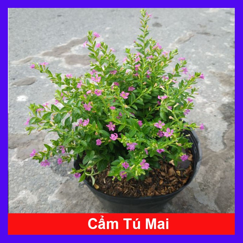 Cây Cẩm Tú Mai - Cây cảnh mini- caykiengsadec