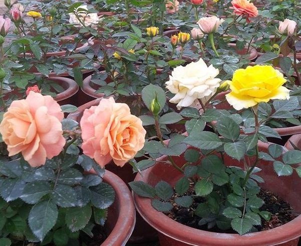 Hạt Giống Hoa Hồng Bụi nhiều màu - ( gói 20 hạt )