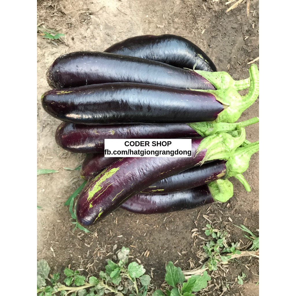 Hạt Giống Cà Tím Rạng Đông 2.5Gram