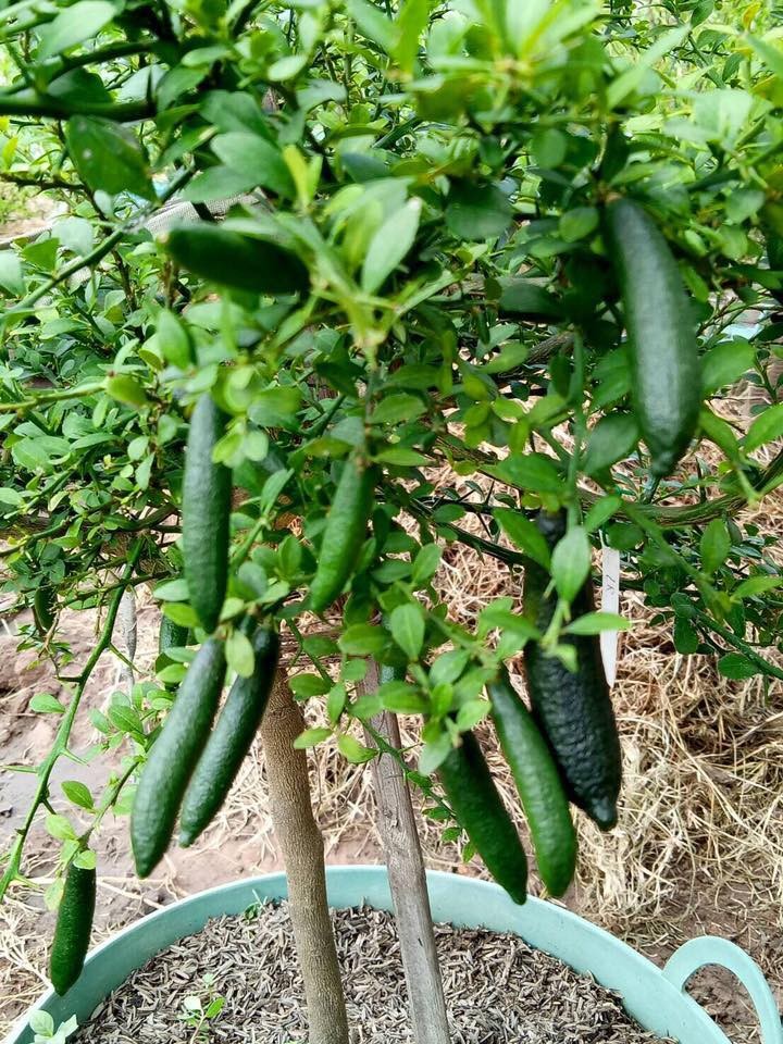 CÂY GIỐNG CHANH NGÓN TAY