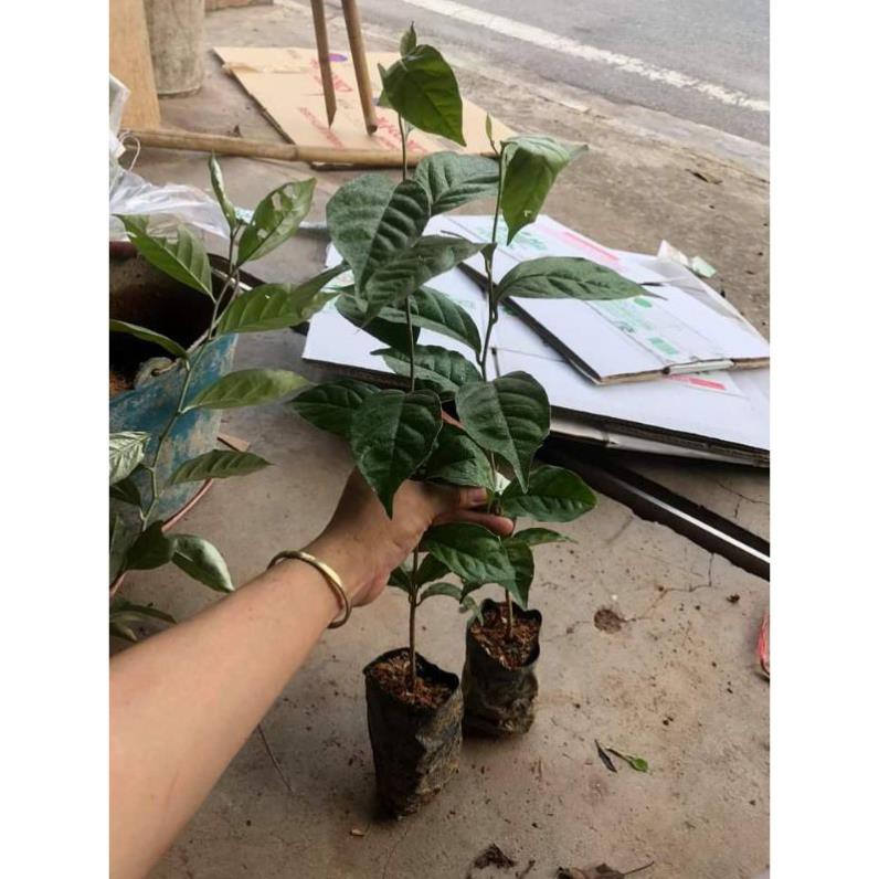 Cây giống nhót mỹ siêu ngọt