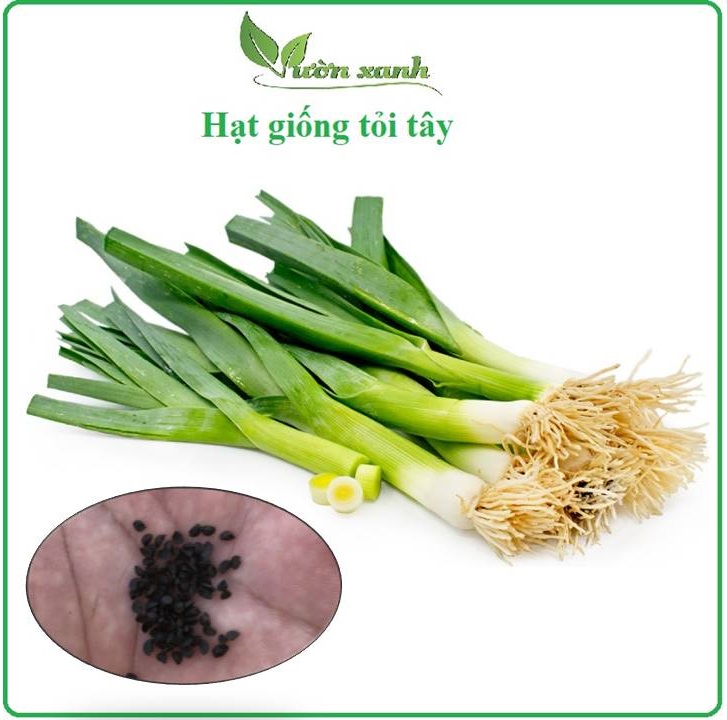 Hạt giống tỏi tây 0,5gr
