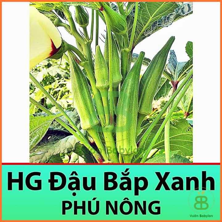 Gói 10GR Hạt Giống Đậu Bắp Xanh Siêu Trái Loại 1