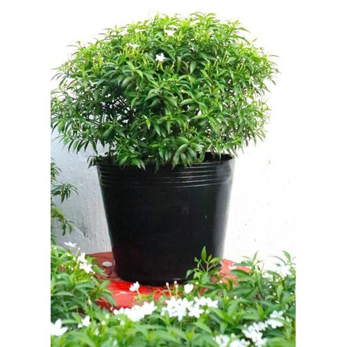 Mai Vạn Phúc - Cây cảnh sân vườn - caykiengsadec