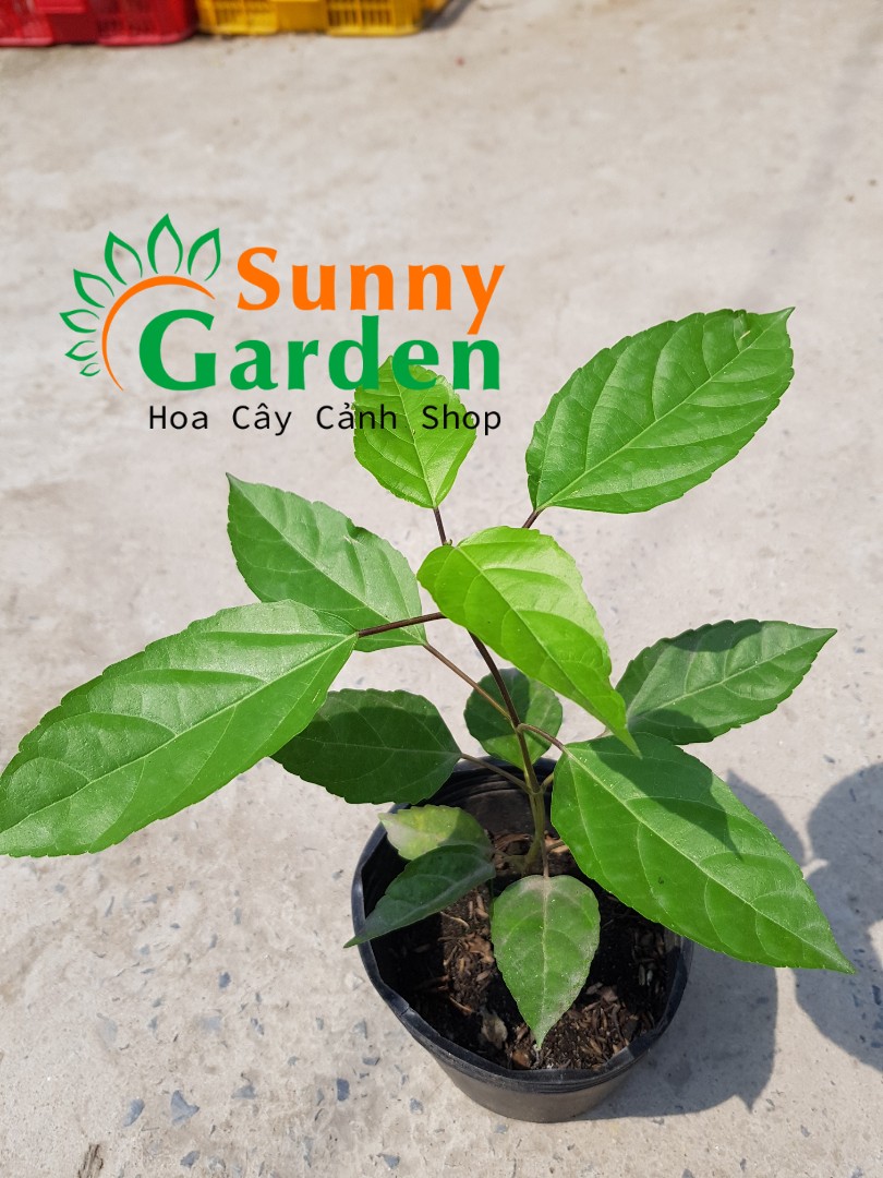Cây Lá Cách, Cao 20-30cm  - Chậu Rau