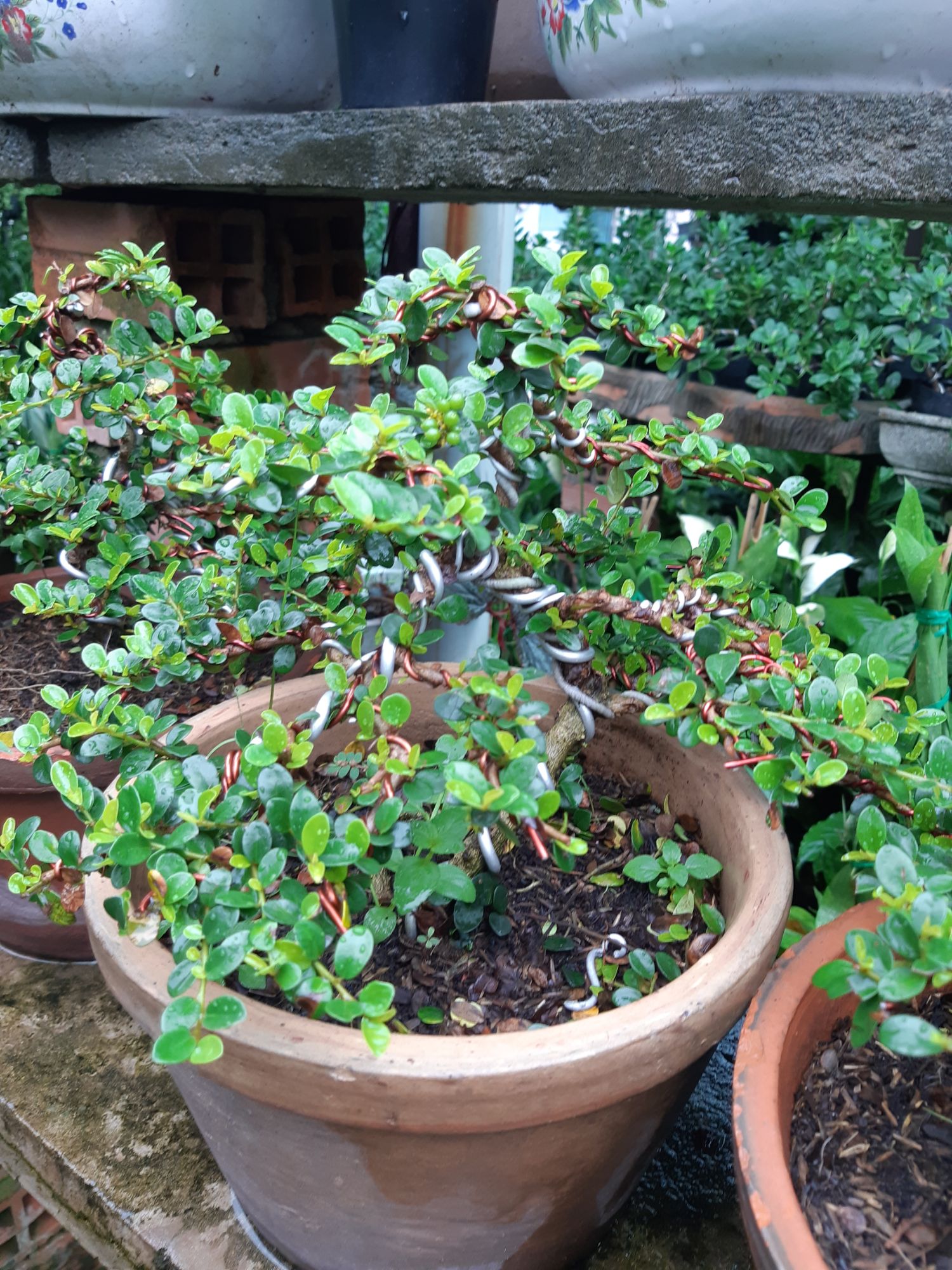 cây sam trái (sam núi) bonsai già