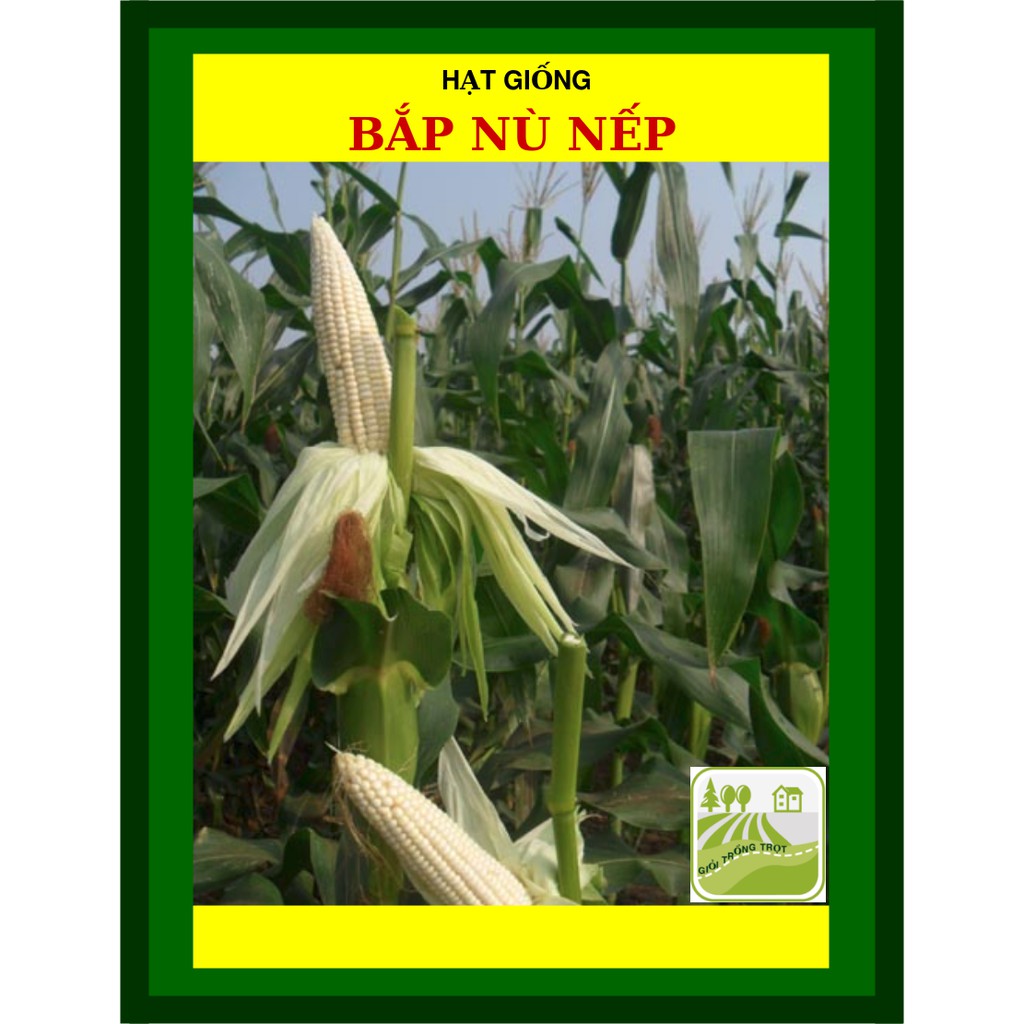 100G - Hạt Giống Bắp Nếp Nù
