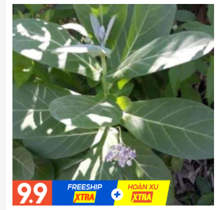 Cây lá hen khô 500GR (Cây bồng bồng)