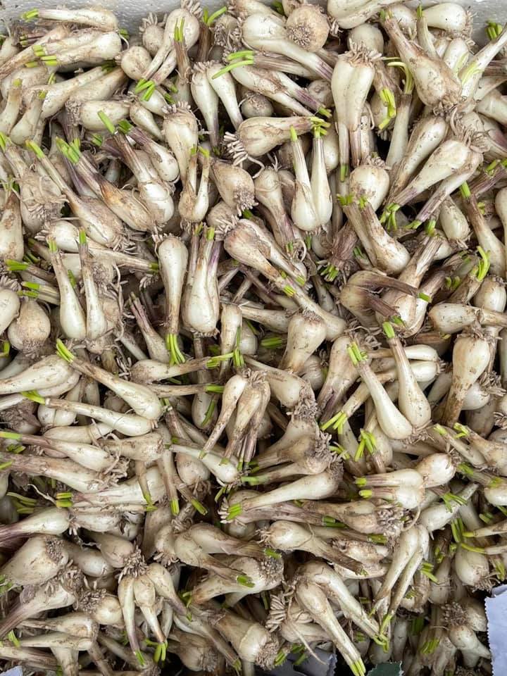 1KG củ kiệu nông sản Việt