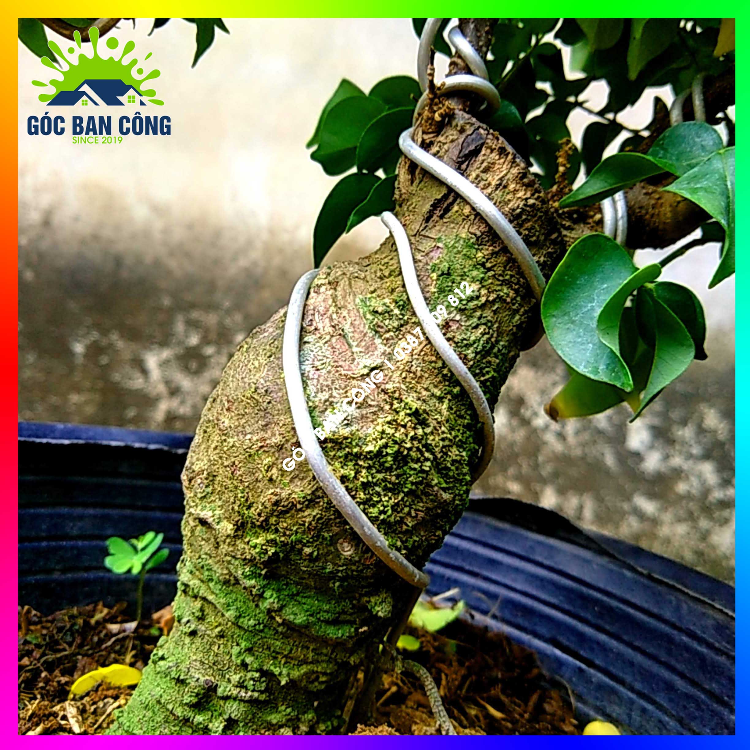 Cây Khế Bonsai Mini Gốc Quái - KBS05