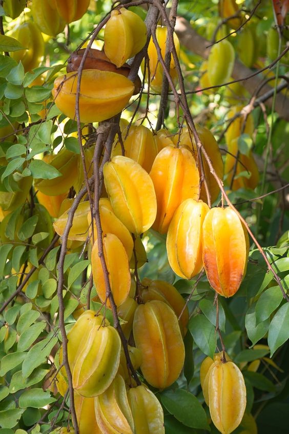 (MỚI) CÂY KHẾ CHUA , CÂY ĐẸP