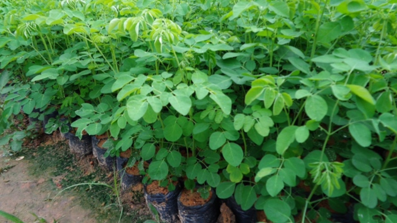 Cây chùm ngây giống - CNG