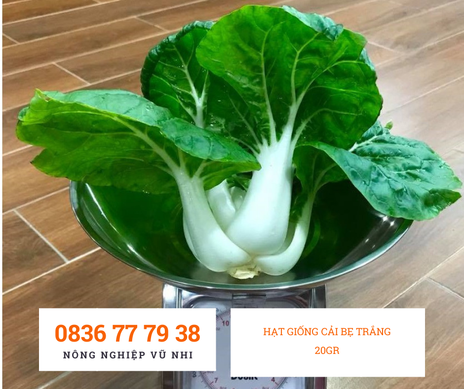 HẠT GIỐNG CẢI BẸ TRẮNG  20gr - hatgiong24h