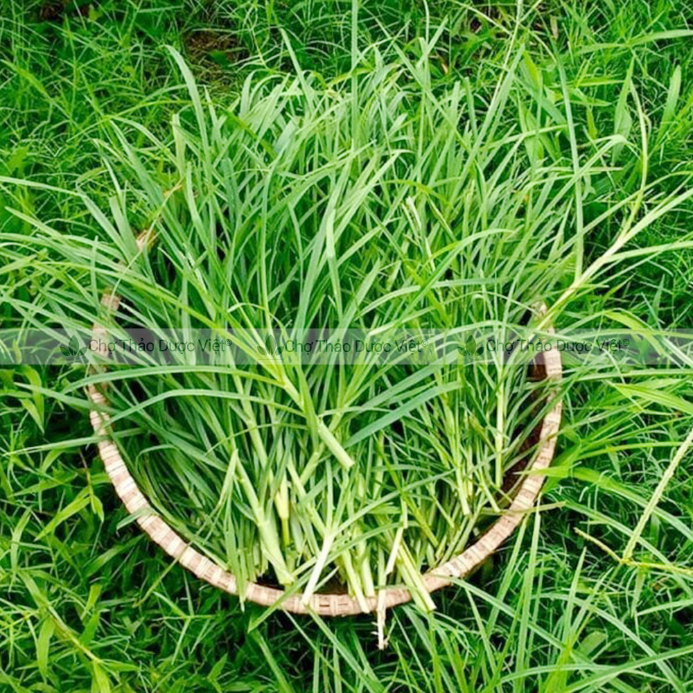 Dried Betel Grass 100g, Clean, Fragrant, Used for Hair Washing, Helps Smooth Hair and Promote Hair Growth