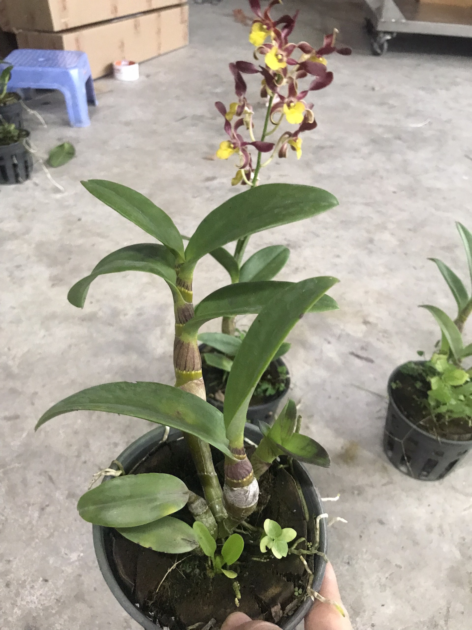 Hoa  lan  DENRO xích long CHẬU TRƯỞNG THÀNH