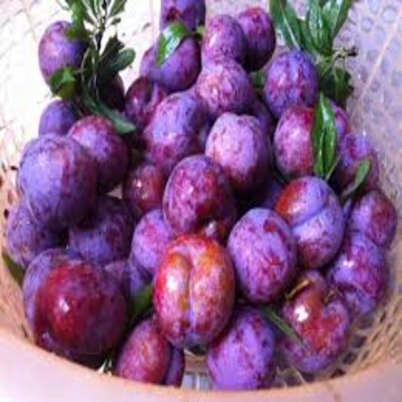 Cây giống mận hậu. cây giống chịu nhiệt quả sai cho năng suất cao