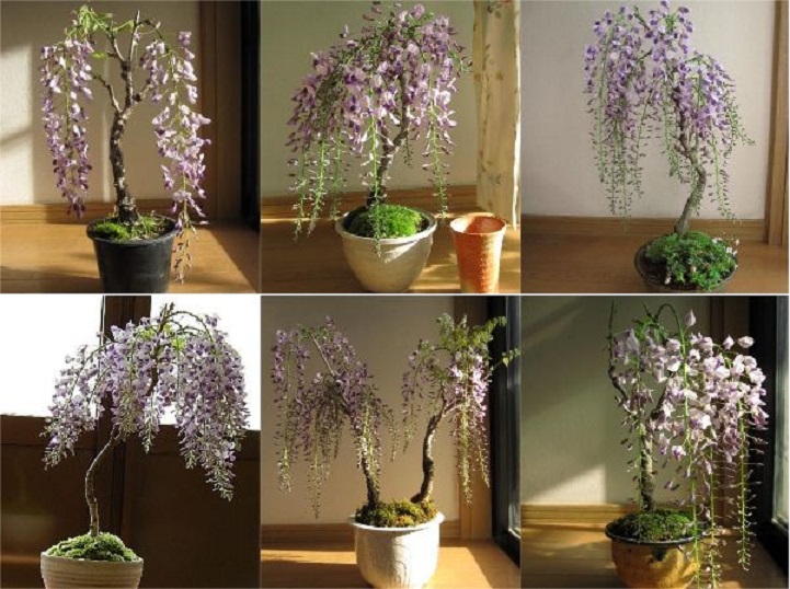 Cây TỬ ĐẰNG thân gỗ bonsai, hoa TÍM siêu đẹp