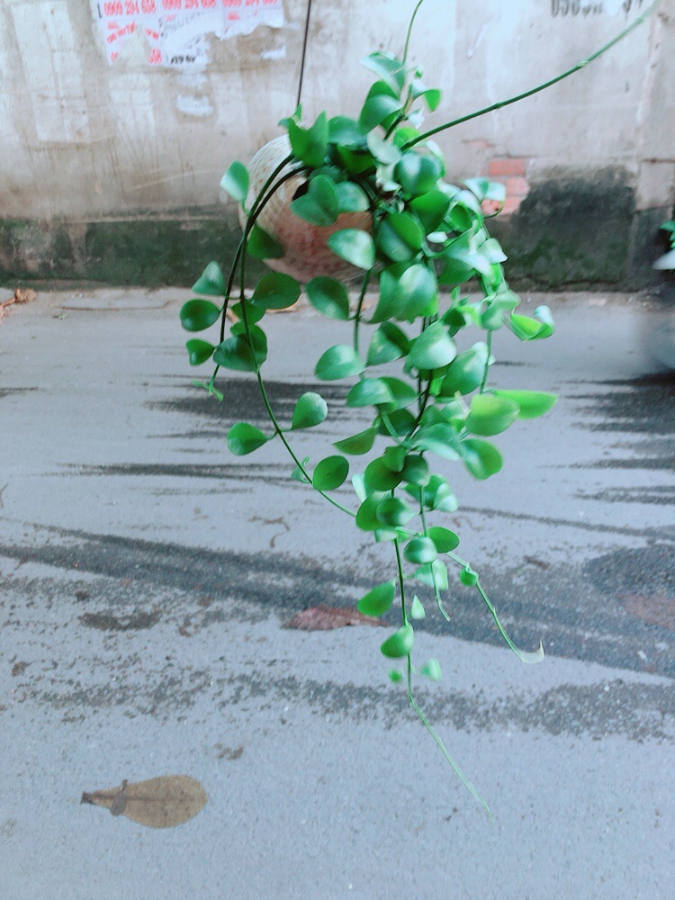 Dây Leo Vỏ Ốc