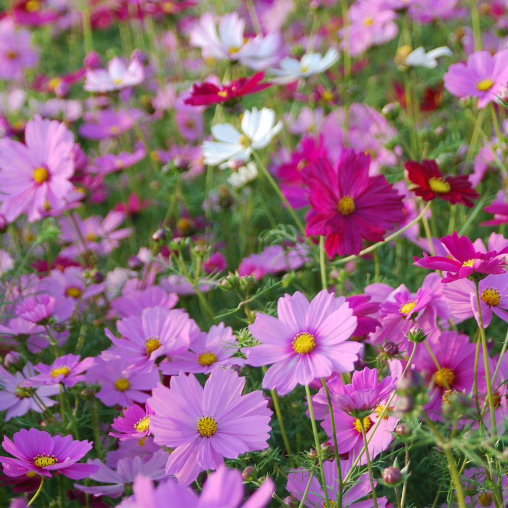 Hạt giống hoa sao nhái Mix -  bông chuồn chuồn nhiều màu - Cosmos PTP86 | Phởms Market