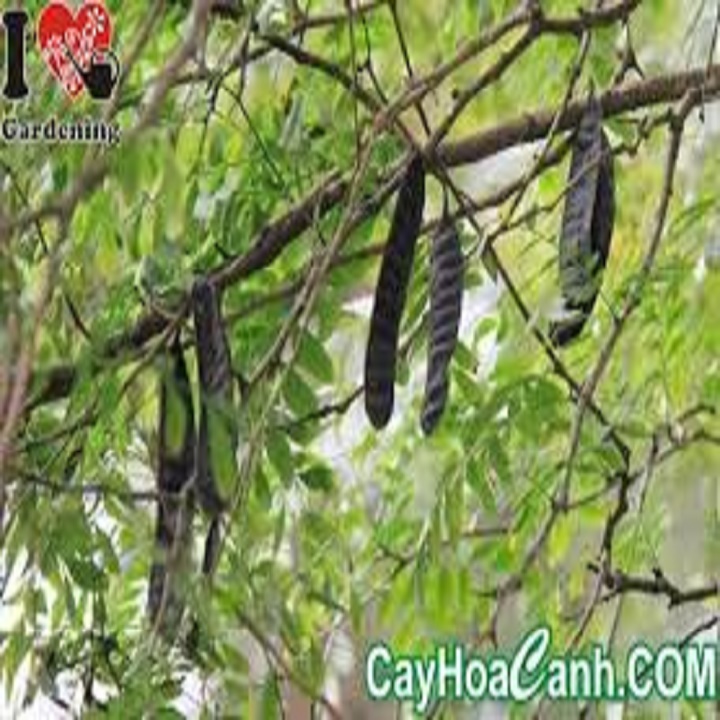 CHẬU CÂY GIỐNG CÂY BỒ KẾT - NCCGCBK