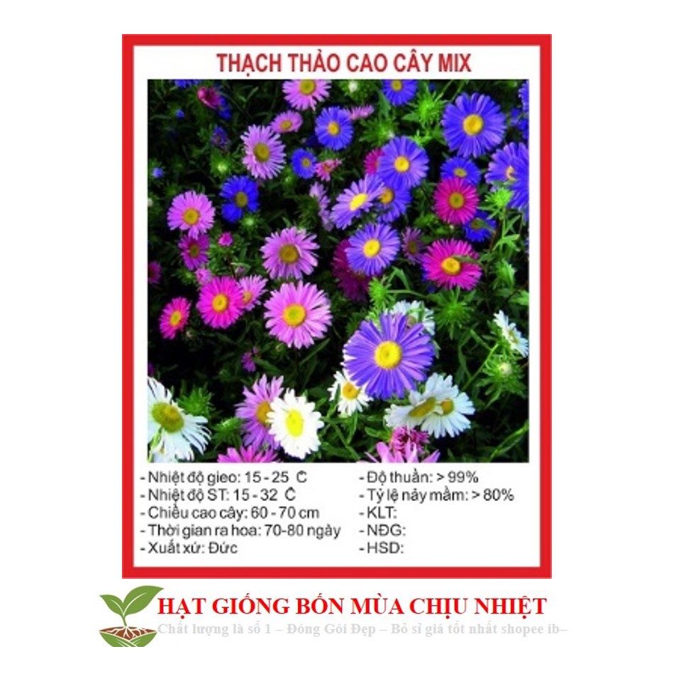 MJ51 Hạt Giống Hoa Thạch Thảo Lùn Mix 50 Hạt