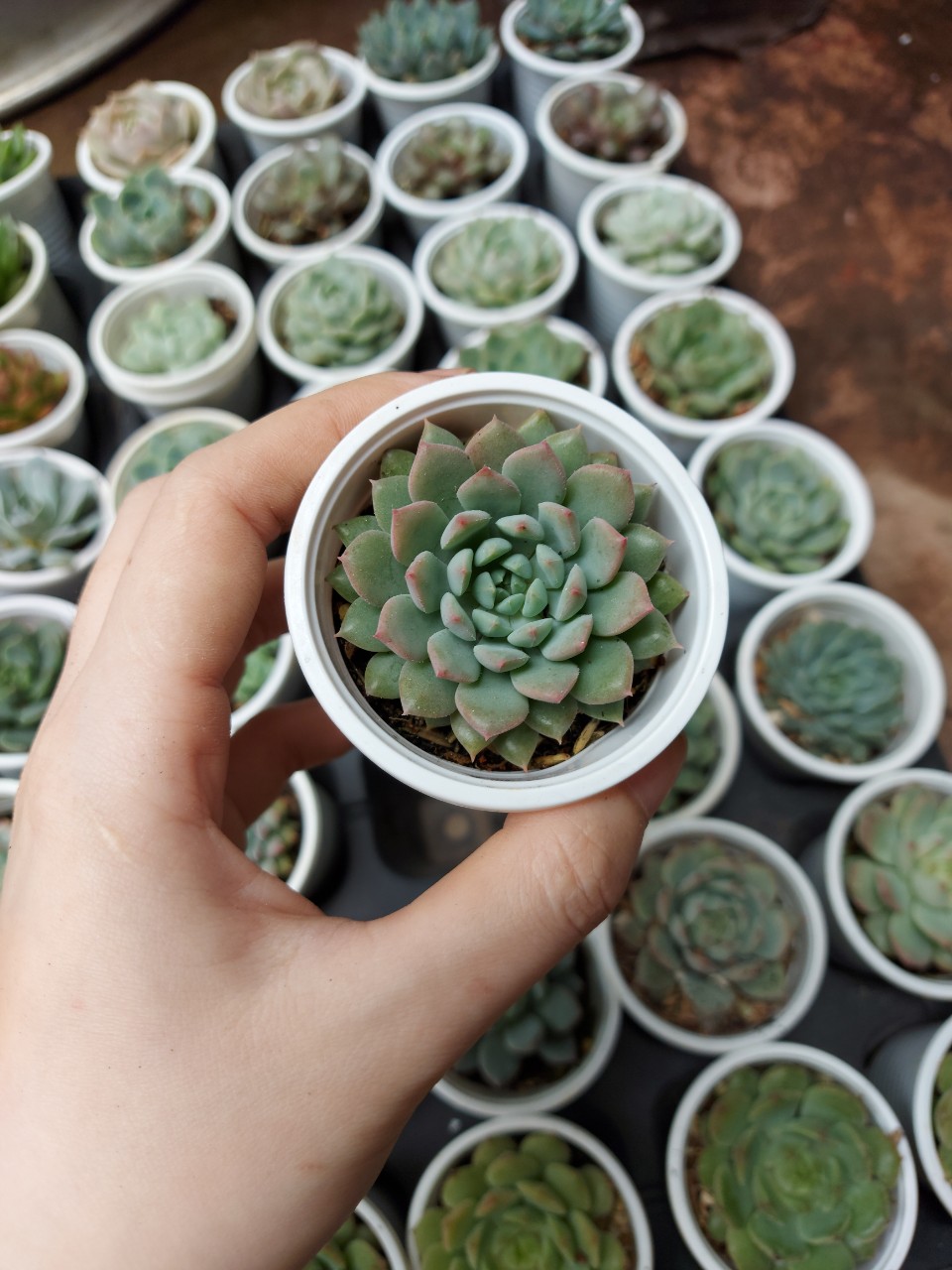 Sen đá cỡ nhỏ ngẫu nhiên