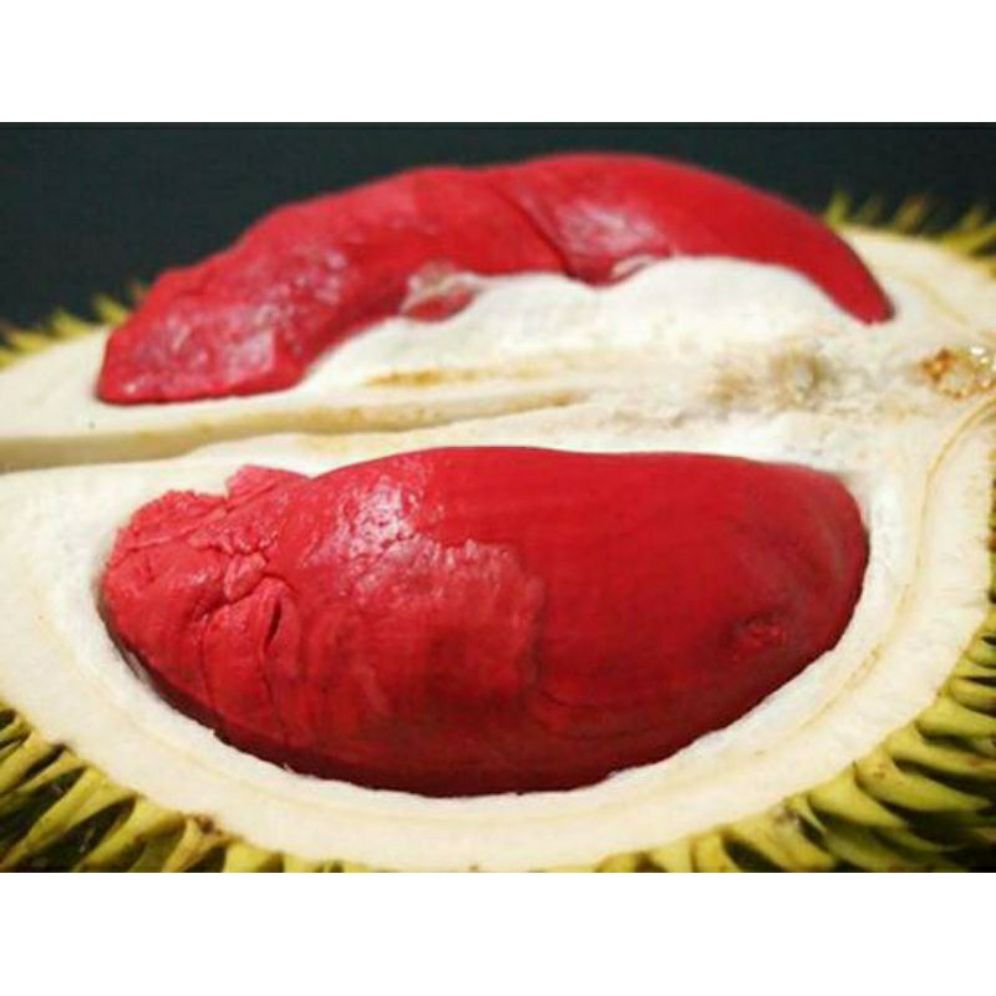cây giống sầu riêng ruột đỏ