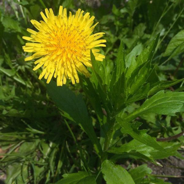 Taraxacum Seeds