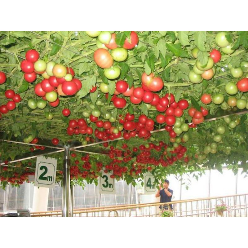 Hạt Giống Cà Chua Bạch Tuộc Nk Nga