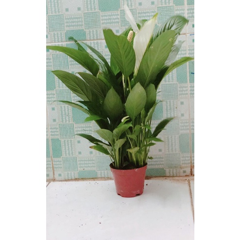Hoa Lan Ý Hàng Đẹp