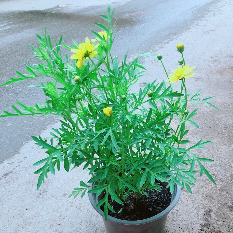 Hoa Cúc Sao Nhái Vàng