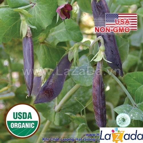 5h Hạt Giống Đậu Hà Lan Tím (A2.303| C35*X54*M163)