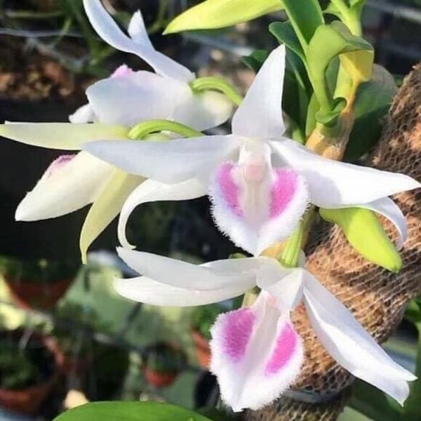 Combo 50 túi lưới phân dê 20cm chuyên dùng bón lan