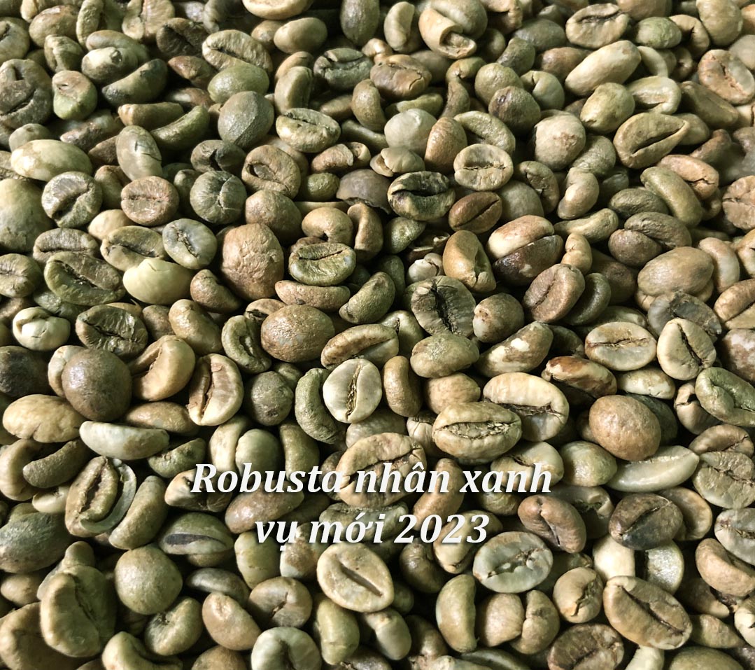 5kg Cà Phê Nhân Robusta S18 vụ mới 2023