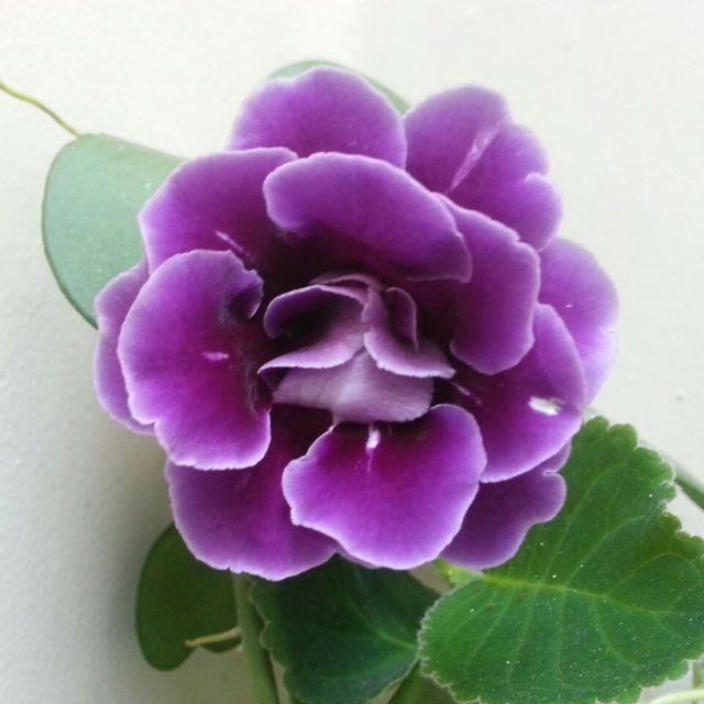 5 Hạt giống Tử la lan mix (tặng Kích nẩy mầm, Hướng dẫn ươm)