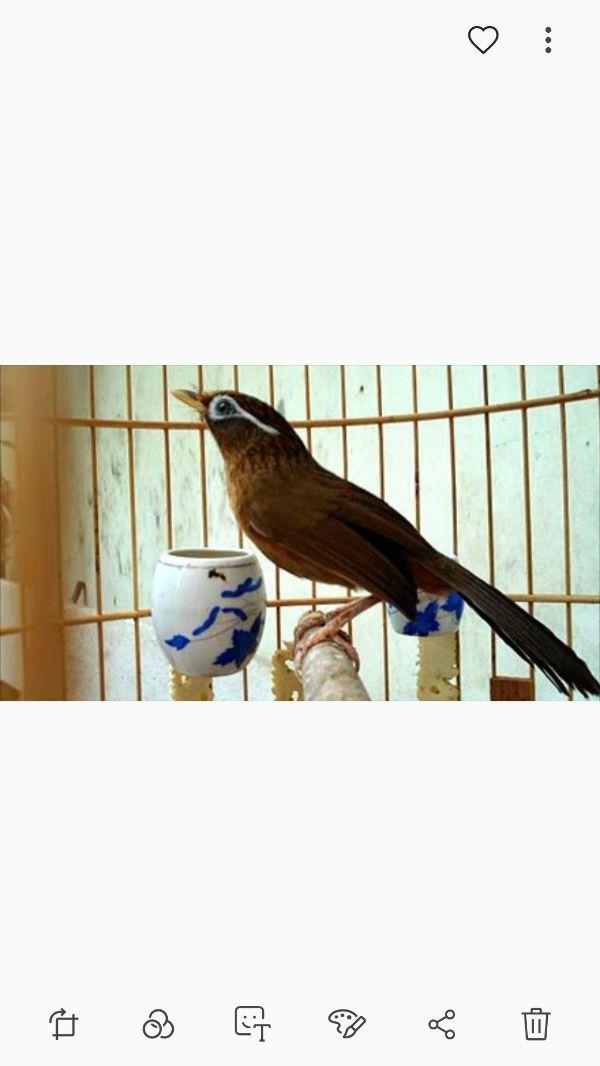 Cám trứng siêu cao cấp cho Họa Mi