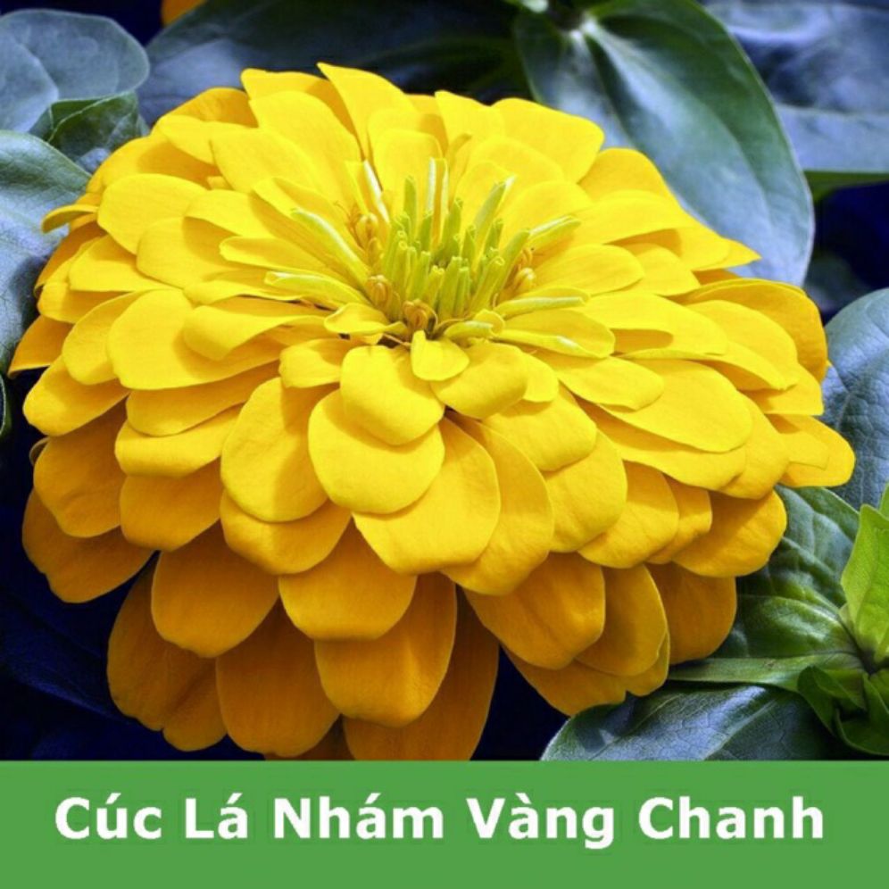 hạt giống hoa cúc lá nhám vàng chanh