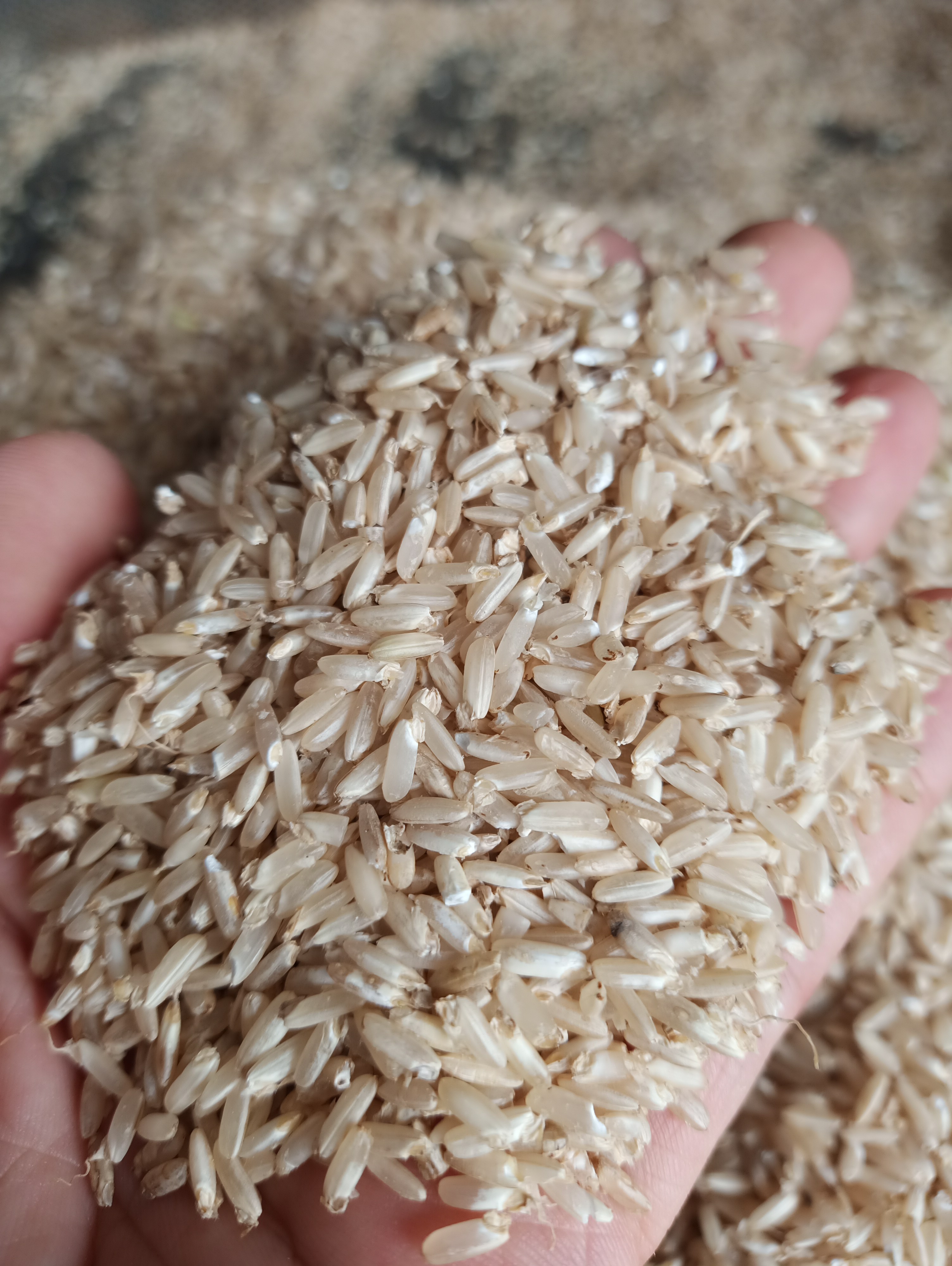 Gạo mầm Kagaba 1 kg