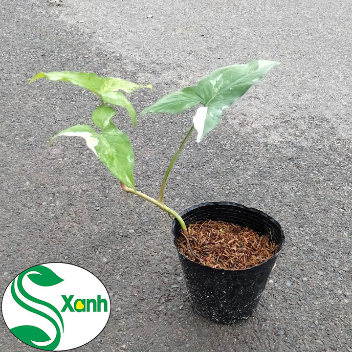 Cây Trầu Bà Var Syngonium Albo variegata