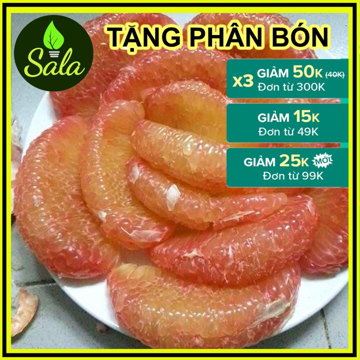 CÂY GIỐNG BƯỞI DA XANH RUỘT HỒNG (BƯỞI RUỘT ĐỎ)