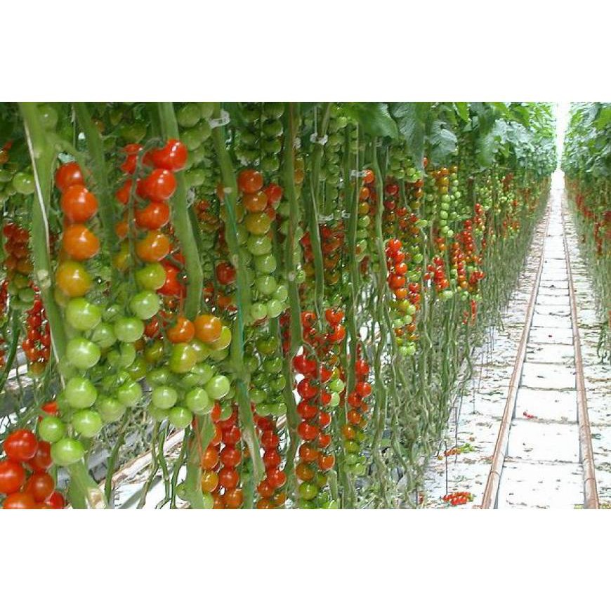 Hạt giống Cà Chua Bi Chùm 50 Hạt