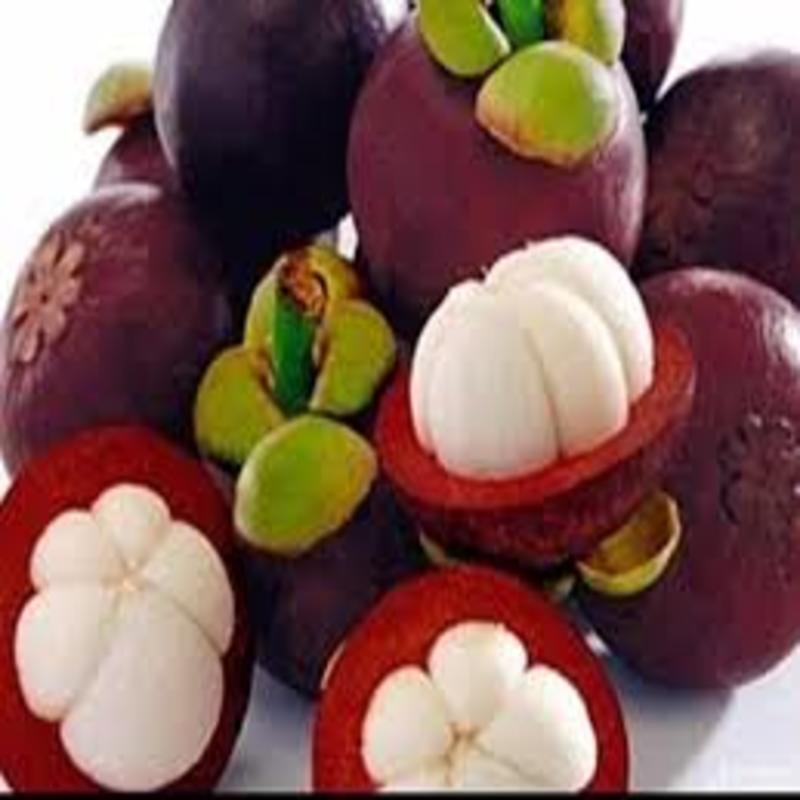 cây giống MĂNG CỤT - Cây giống chuẩn F1- SIÊU QUẢ