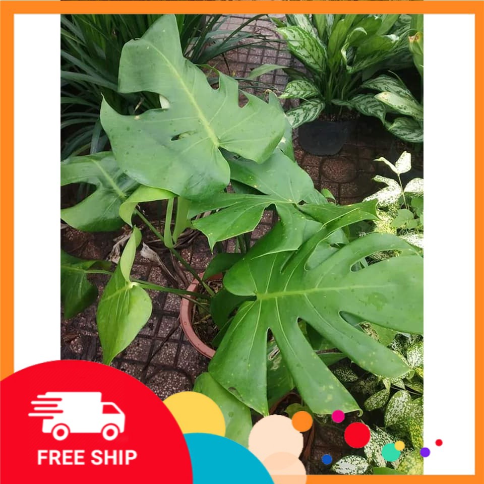 Cây đẹp, Trầu bà Lá Xẻ Nam Mỹ (Monstera deliciosa)