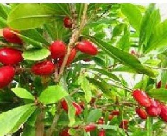 3 hạt cây thần kỳ