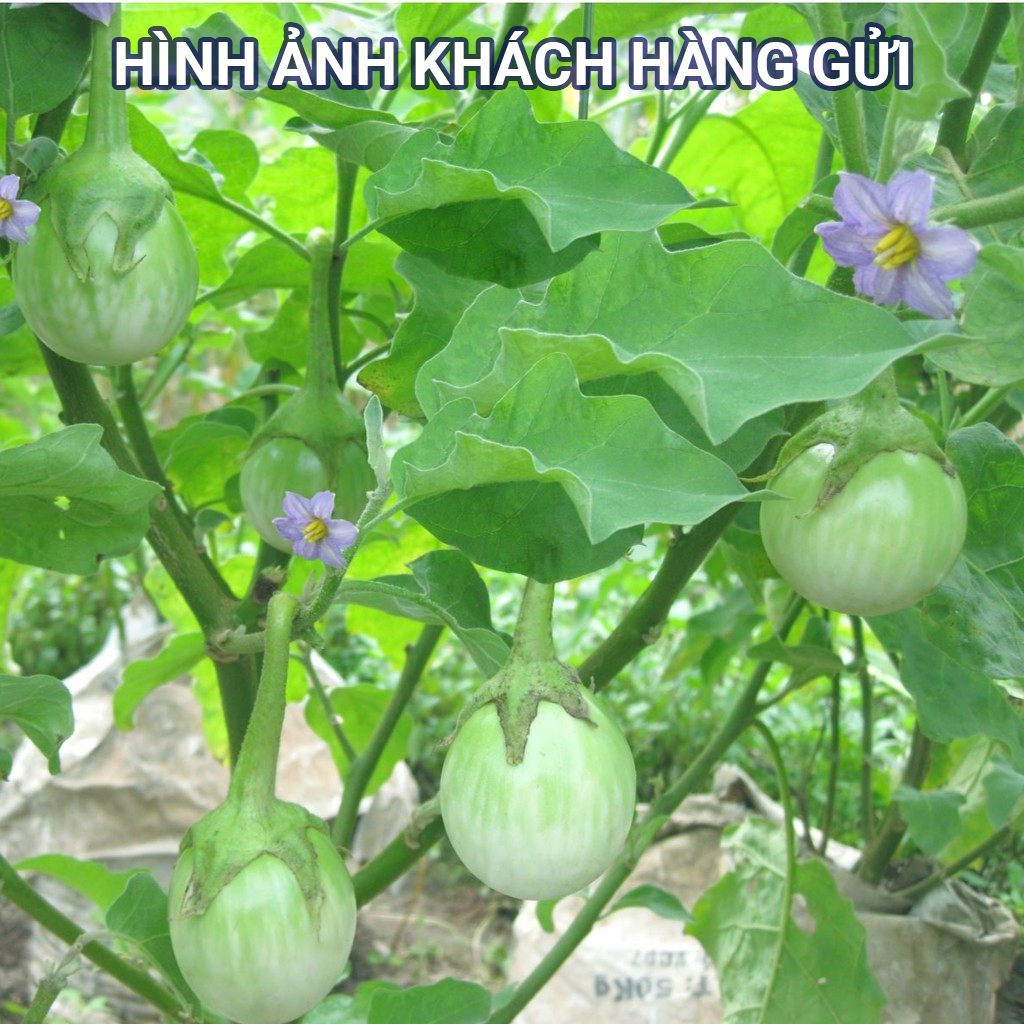 Hạt Giống Cà Bát Xanh F1 - 5Gr