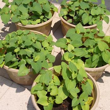 Diếp Cá (Giấp Cá) - Chậu Rau